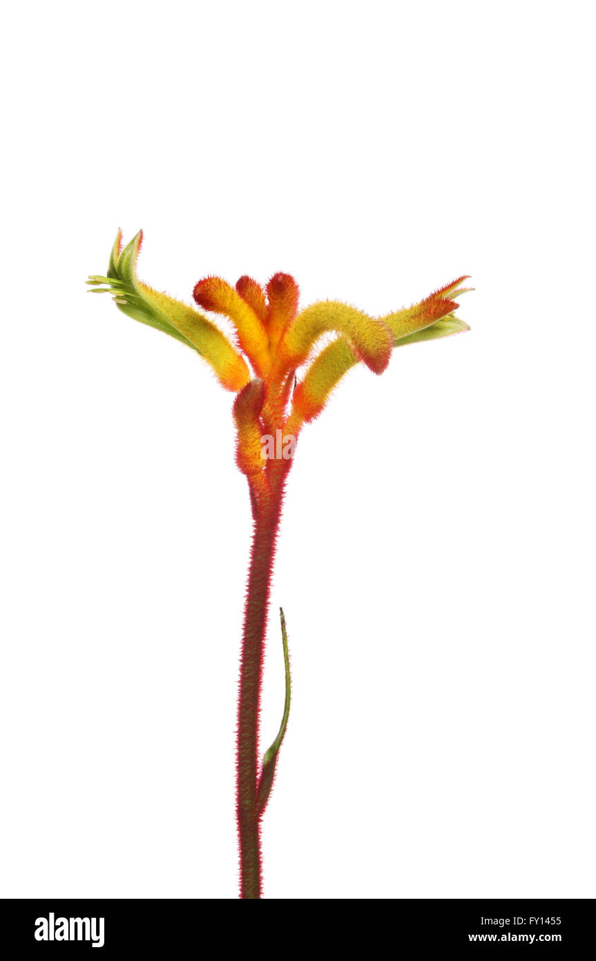 Australian native kangaroo paw flower Cut Out Stock Images & Pictures