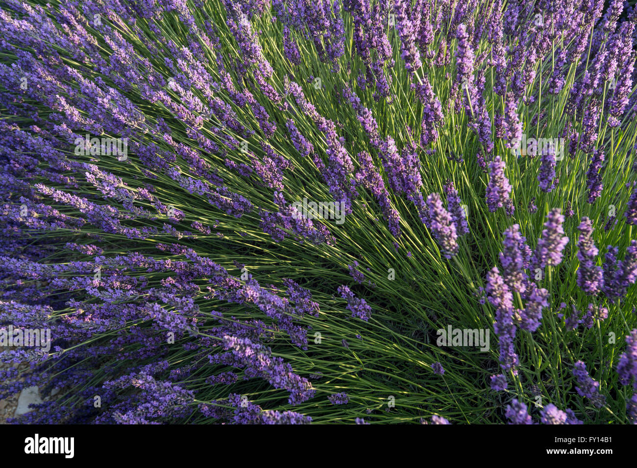 Lavender field, Lavandula angustifolia,  Vaucluse, Alpes-de-Haute-Provence, France Stock Photo