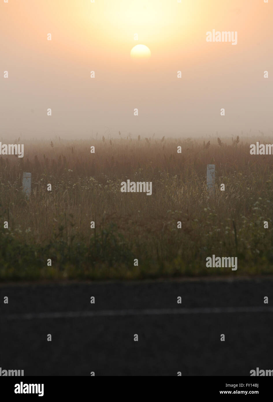 Mexico corn field hi-res stock photography and images - Alamy