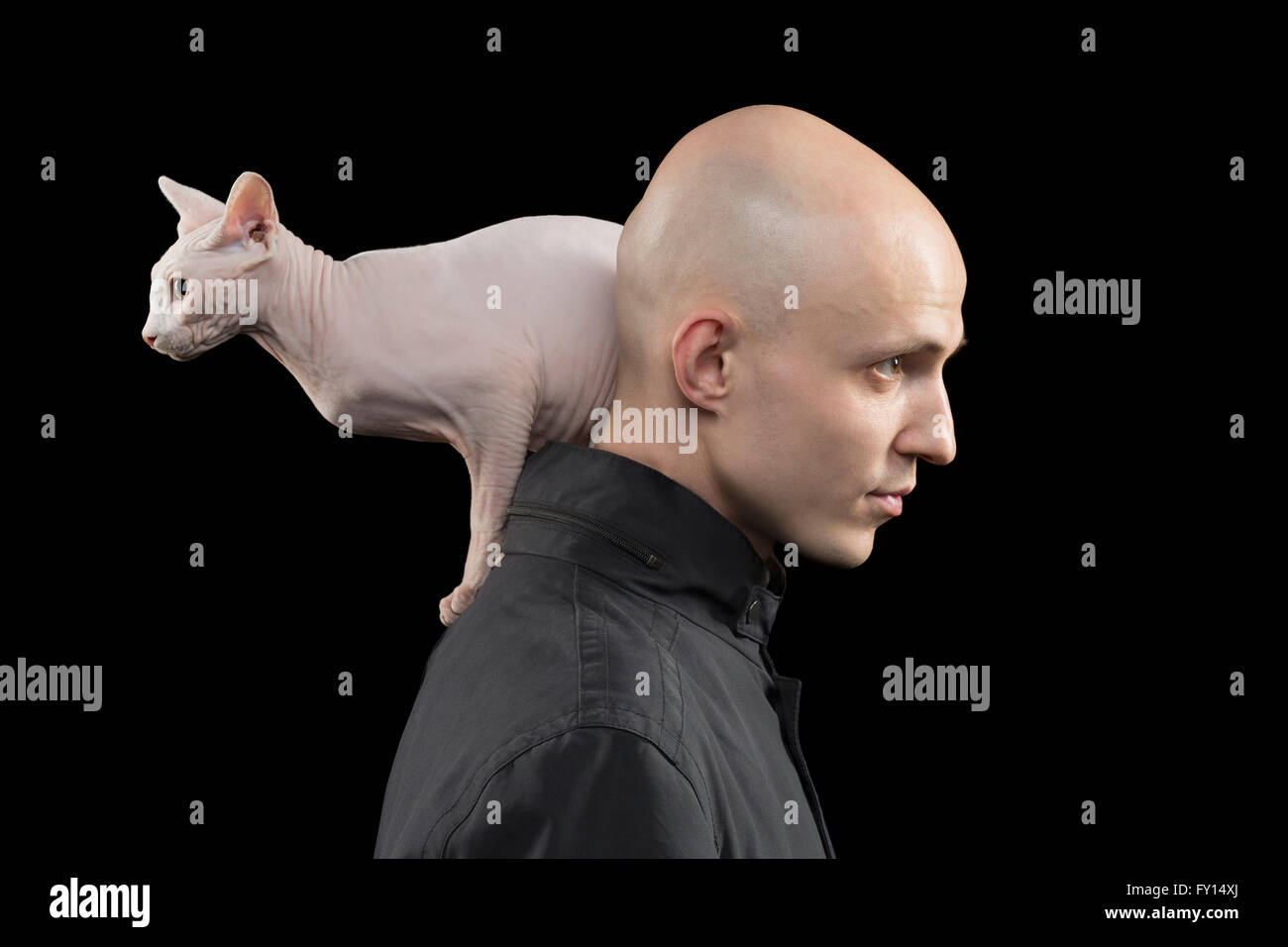 Side view of bald man carrying Sphynx hairless cat on shoulder against black background Stock Photo