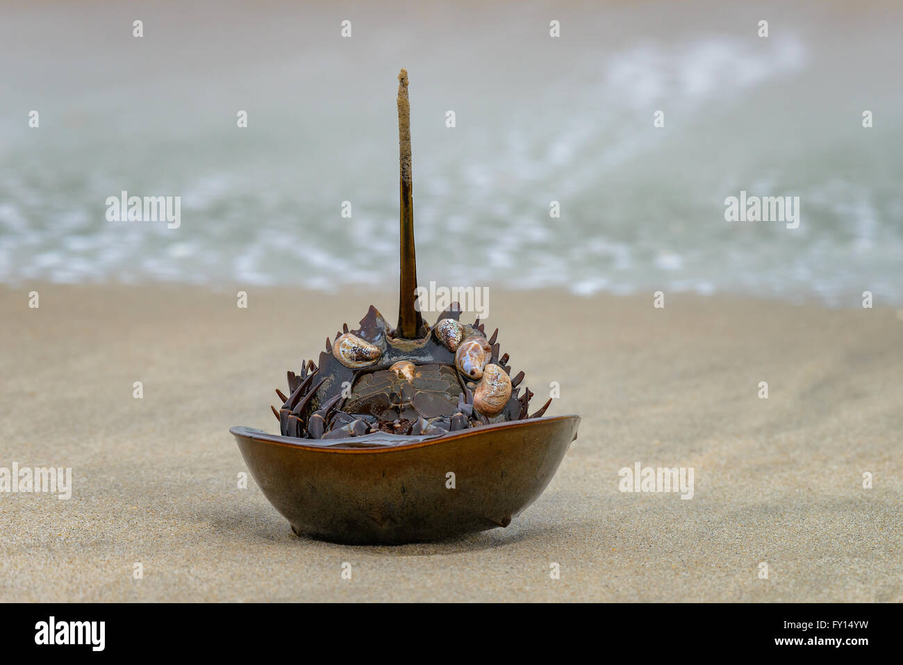 Horseshoe crab shell at Sandy Hook beach Stock Photo Alamy