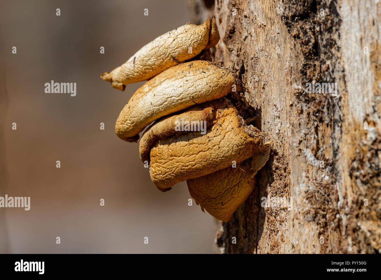 Yellow fungus parasite on a tree close-up Stock Photo