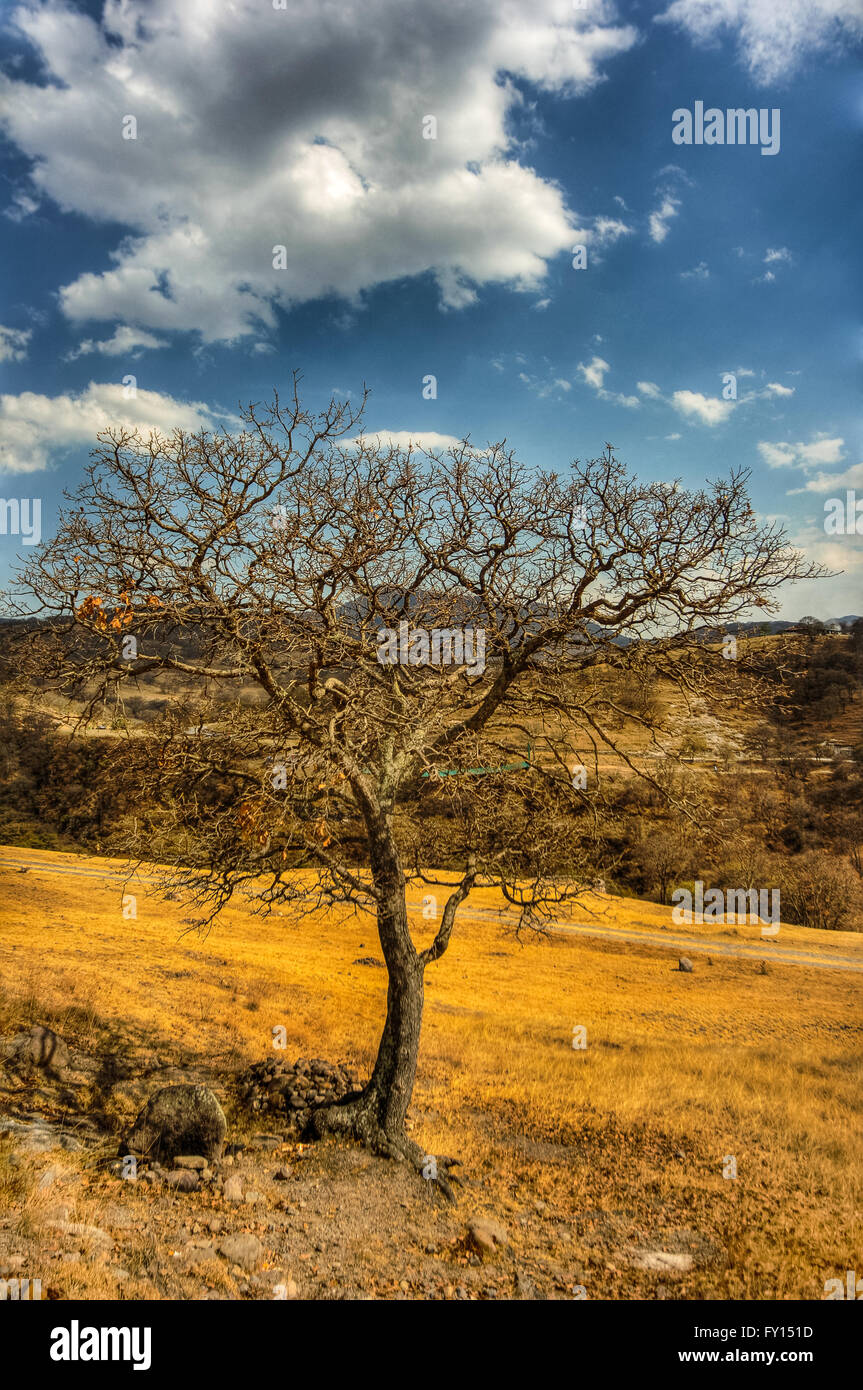 Dry tree sky clouds hi res stock photography and images Alamy