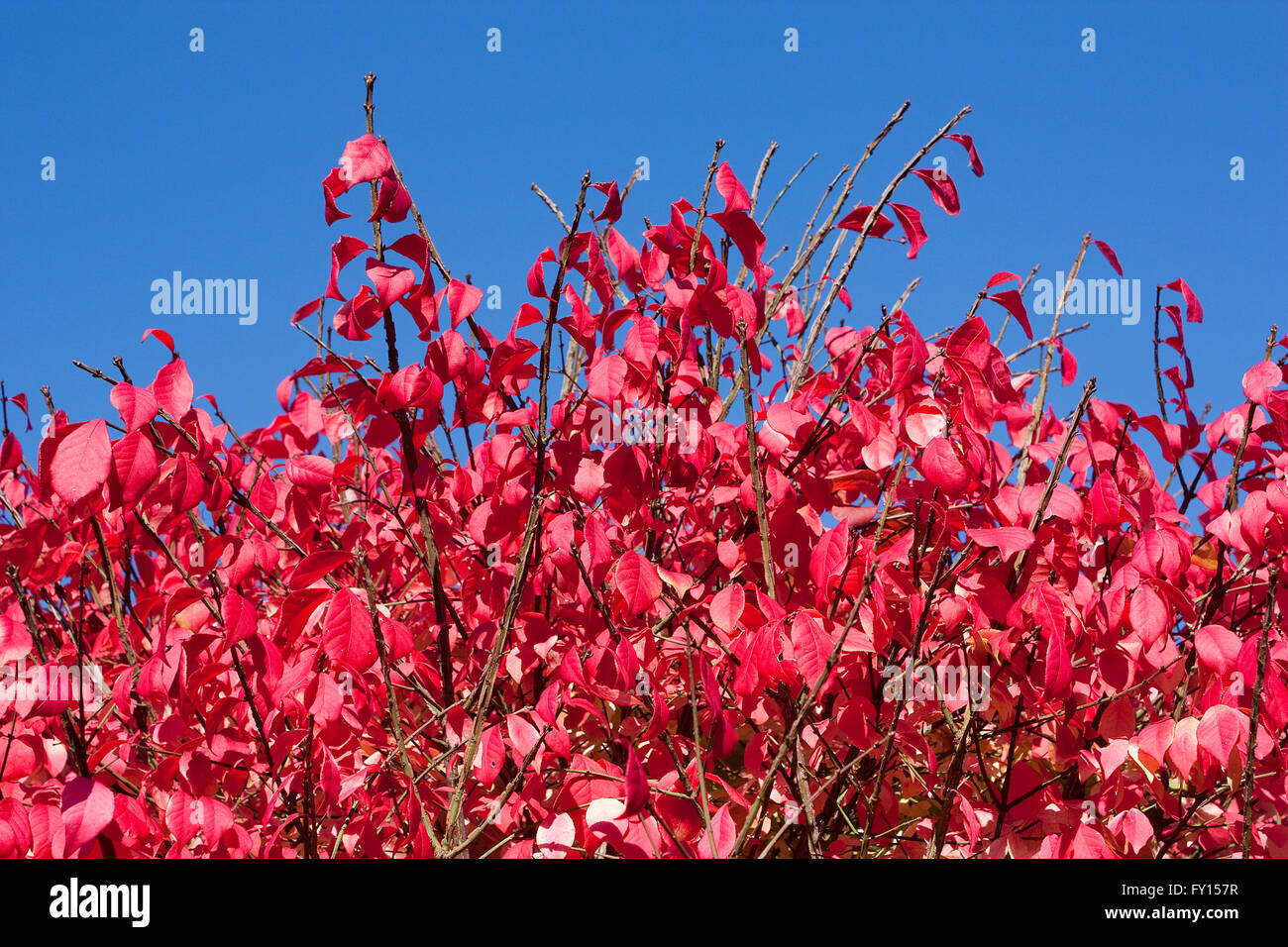 Close-up of a Burning Bush with the blue sky in the background Stock Photo