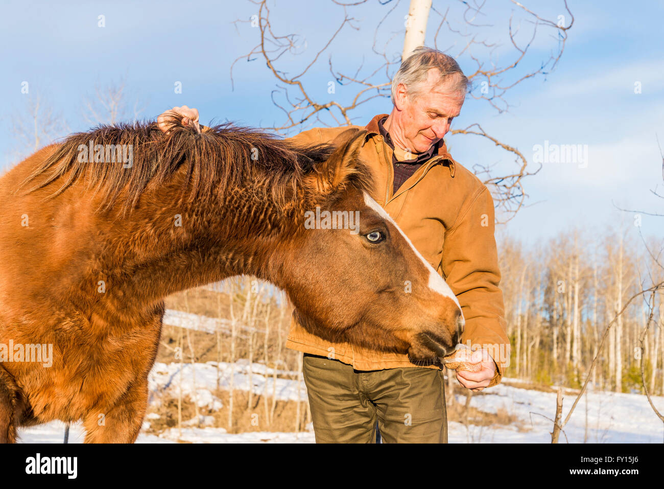 Horses, winter, 83 Mile House, Cariboo Region, British Columbia, Canada Stock Photo