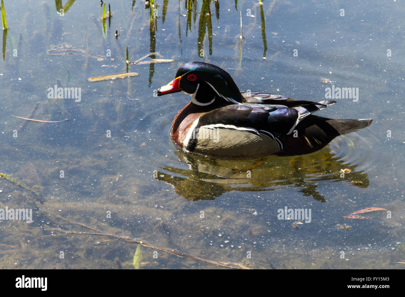 A Wood Duck swimming in a marsh Stock Photo