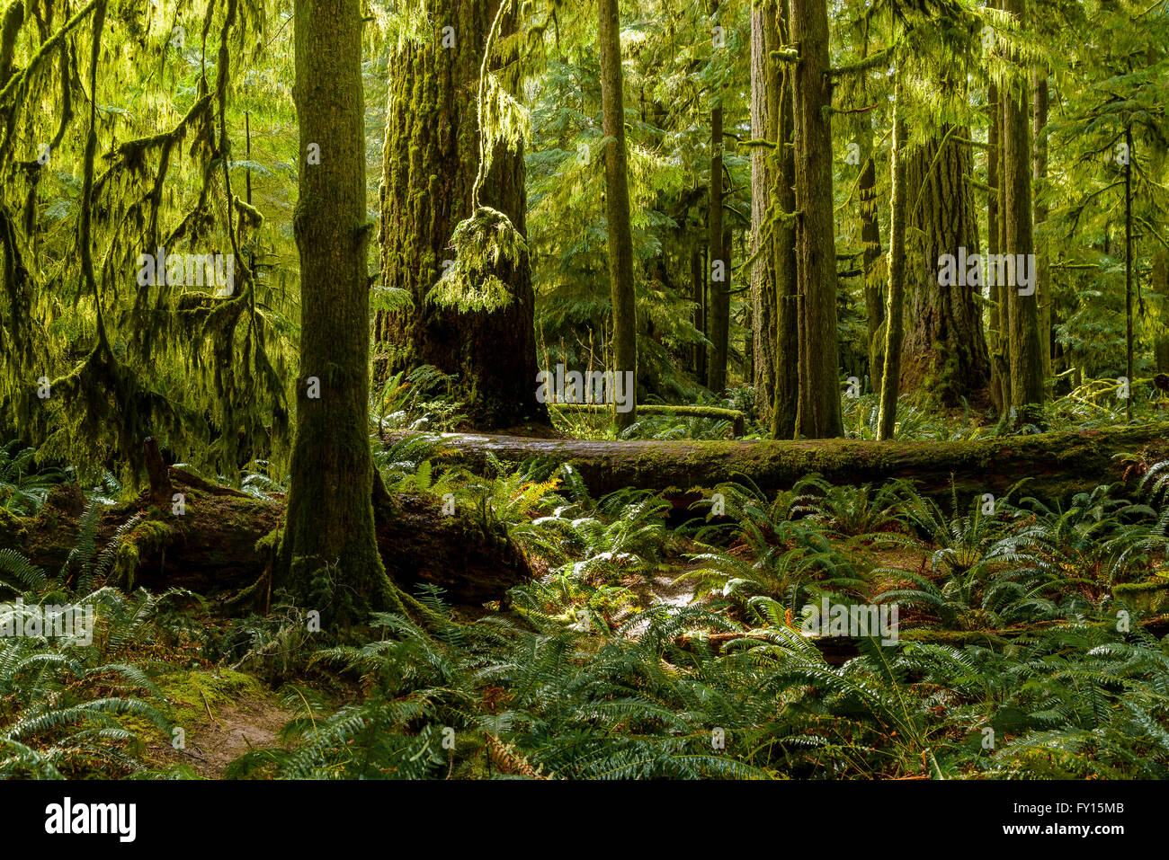 Old growth rainforest, Cathedral Grove, MacMillan Provincial Park, British Columbia, Canada Stock Photo