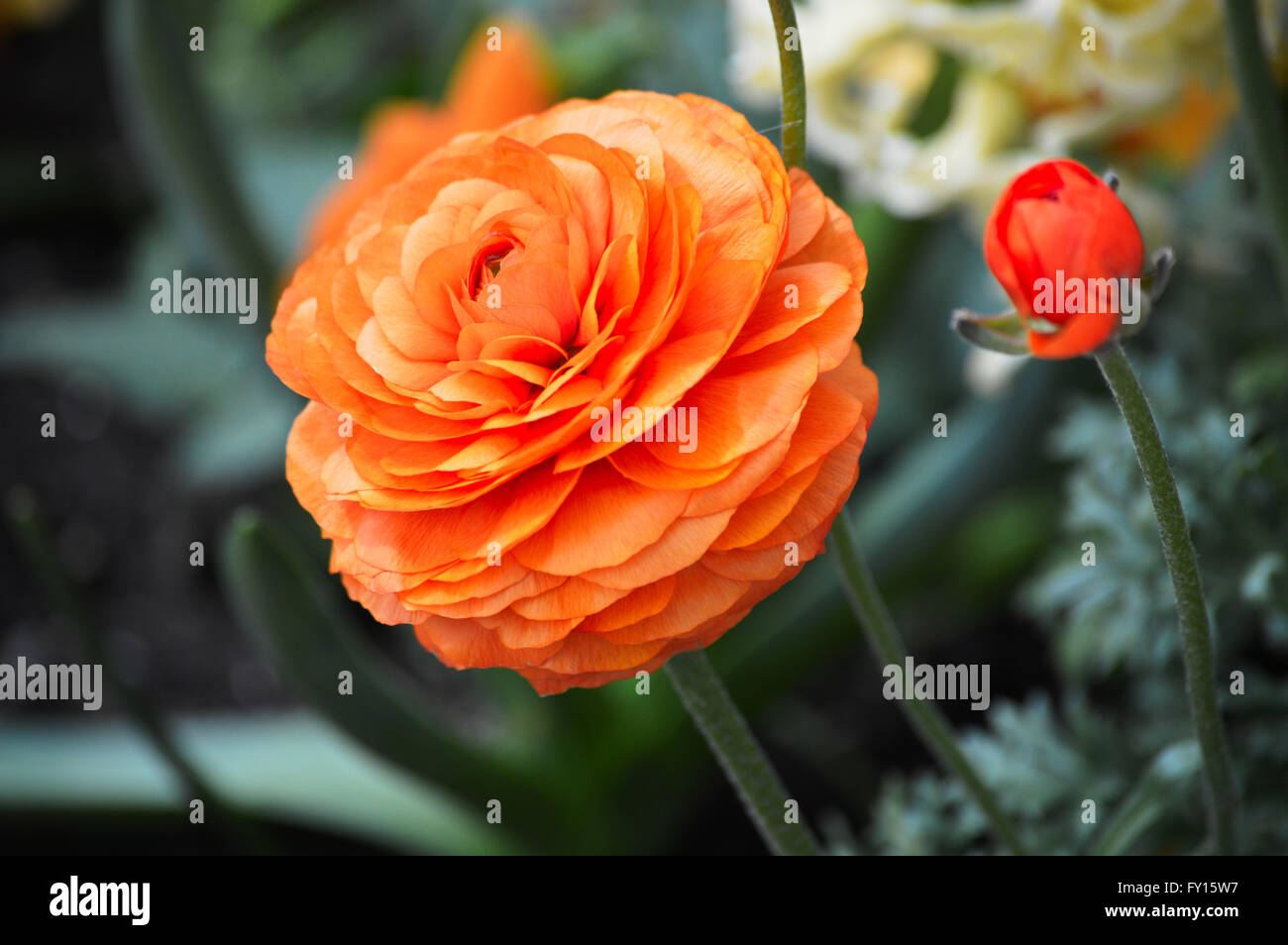 High Res Ranunculus Orange ranunculus hi-res stock photography and images - Alamy
