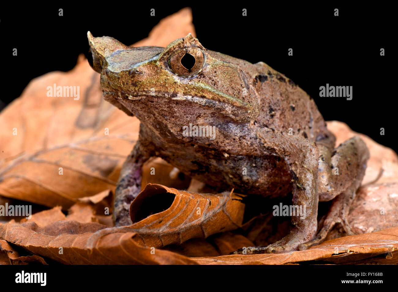 Perak horned toad (Megophrys aceras) Stock Photo
