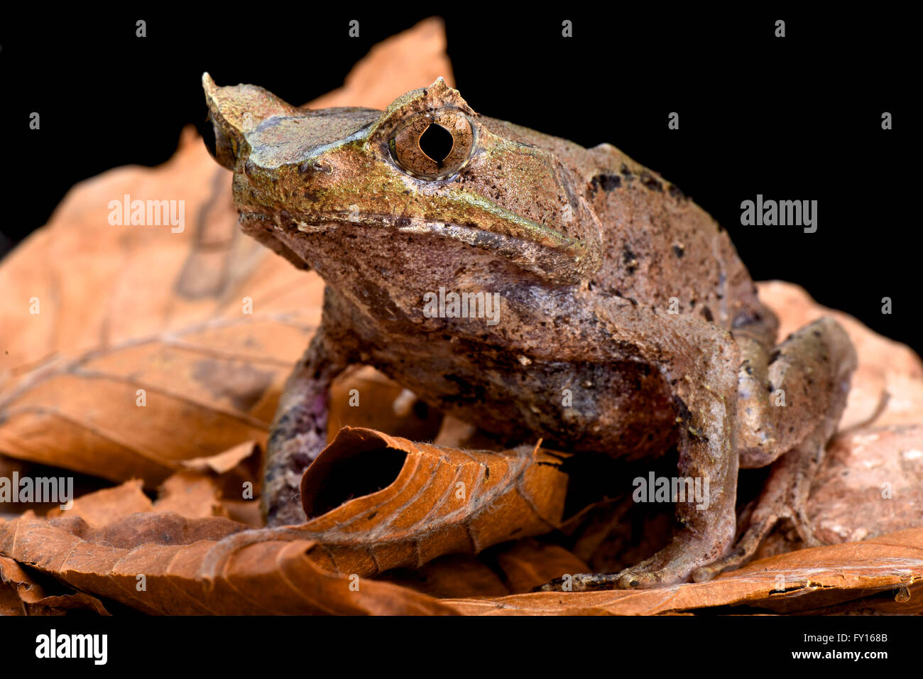 Australian Horned Toad At Ronda Rothermel Blog