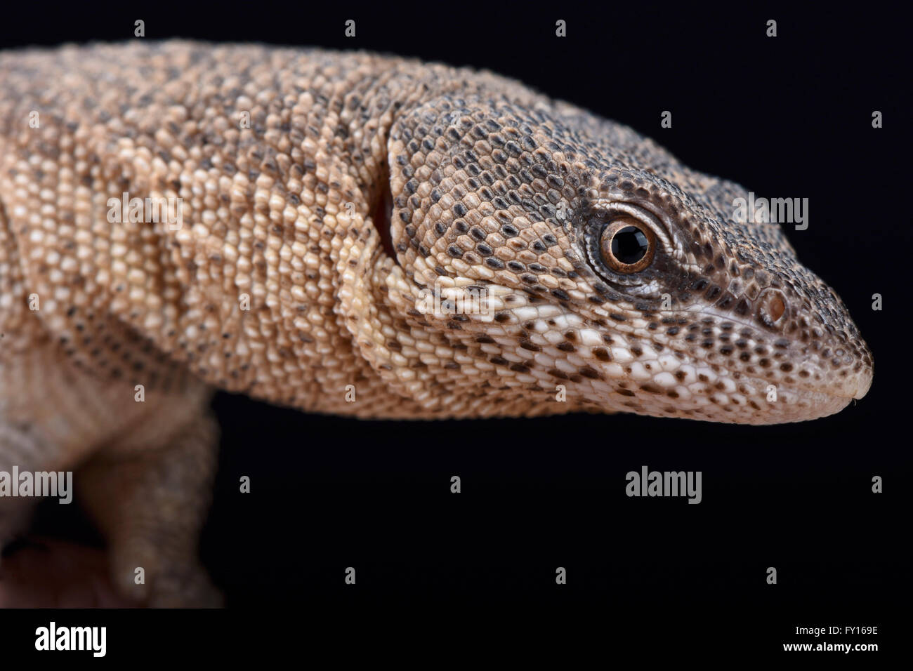 Northern blunt spines monitor hi-res stock photography and images - Alamy