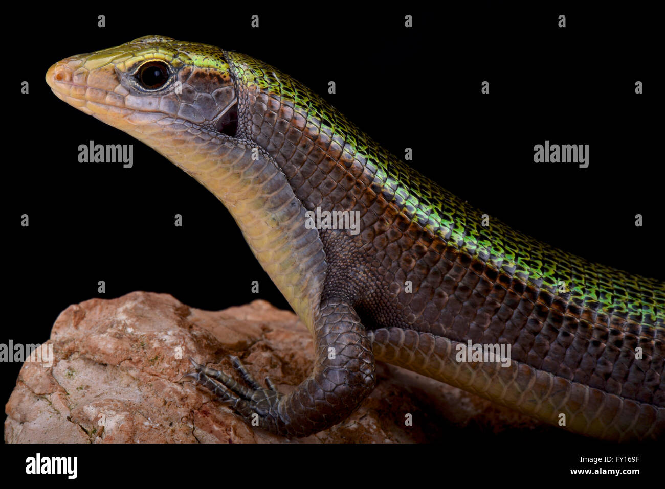 Green Madagascar girdled lizard (Zonosaurus haraldmeieri) Stock Photo