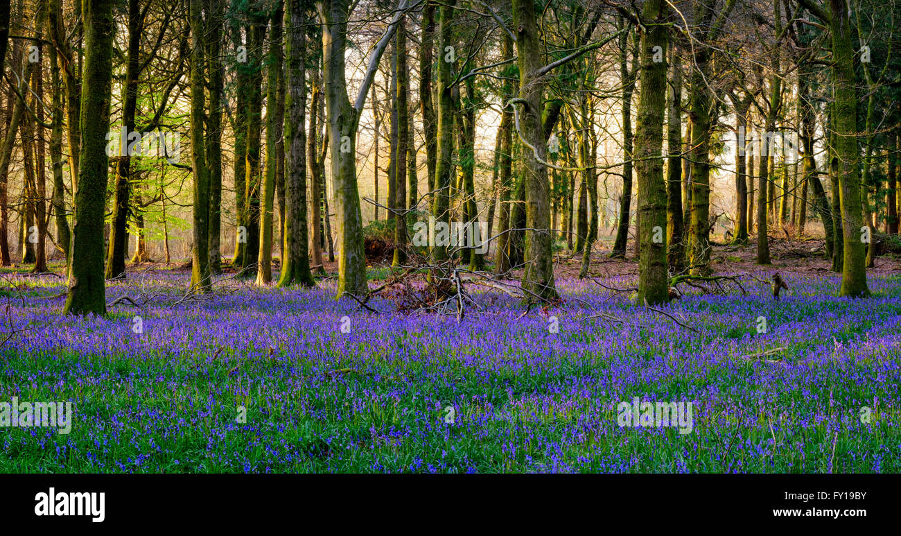 Lovely display of bluebells in Groverly Woods Great Wishford near Salisbury Stock Photo