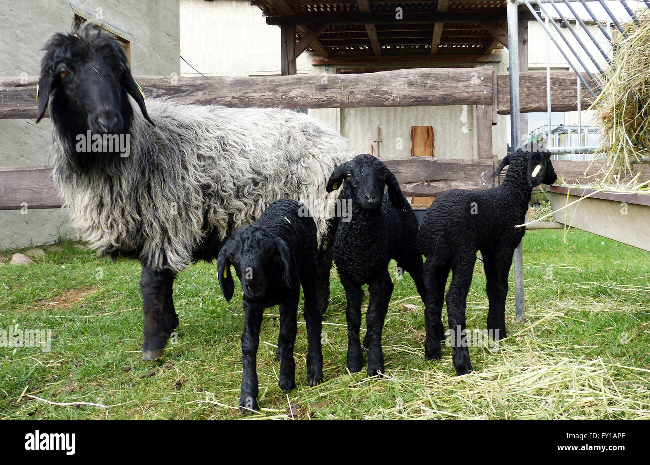 A mother sheep of the breed Karakul, which is highly endangered and threatened with extinction in Germany, stands with lambs at the Gaudian sheep farm in Gardelegen, Germany, 06 April 2016. Because of their unique curls, the lambs had once been highly coveted for the fur industry. There are currently seven Karakul sites in Germany with around 250 mother sheep in the population. In Halle, Germany strings are being pulled to protect the Karakul sheep. The working group of Karakul breeders is working for the State Sheep Farming Association of Saxony Anhalt. Photo: Sabrina Gorges Stock Photo