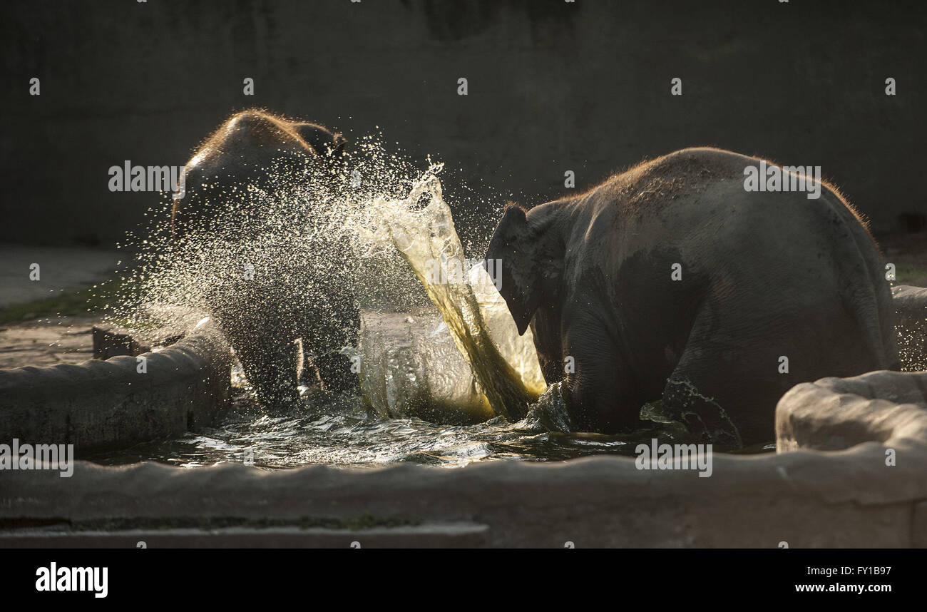Kolkata, Indian state West Bengal. 19th Apr, 2016. Elephants cool themselves off by playing in the water at the Alipur Zoo in Kolkata, capital of eastern Indian state West Bengal, on April 19, 2016. Most of the places will witness high temperatures as heat wave continues in the next few days. © Tumpa Mondal/Xinhua/Alamy Live News Stock Photo