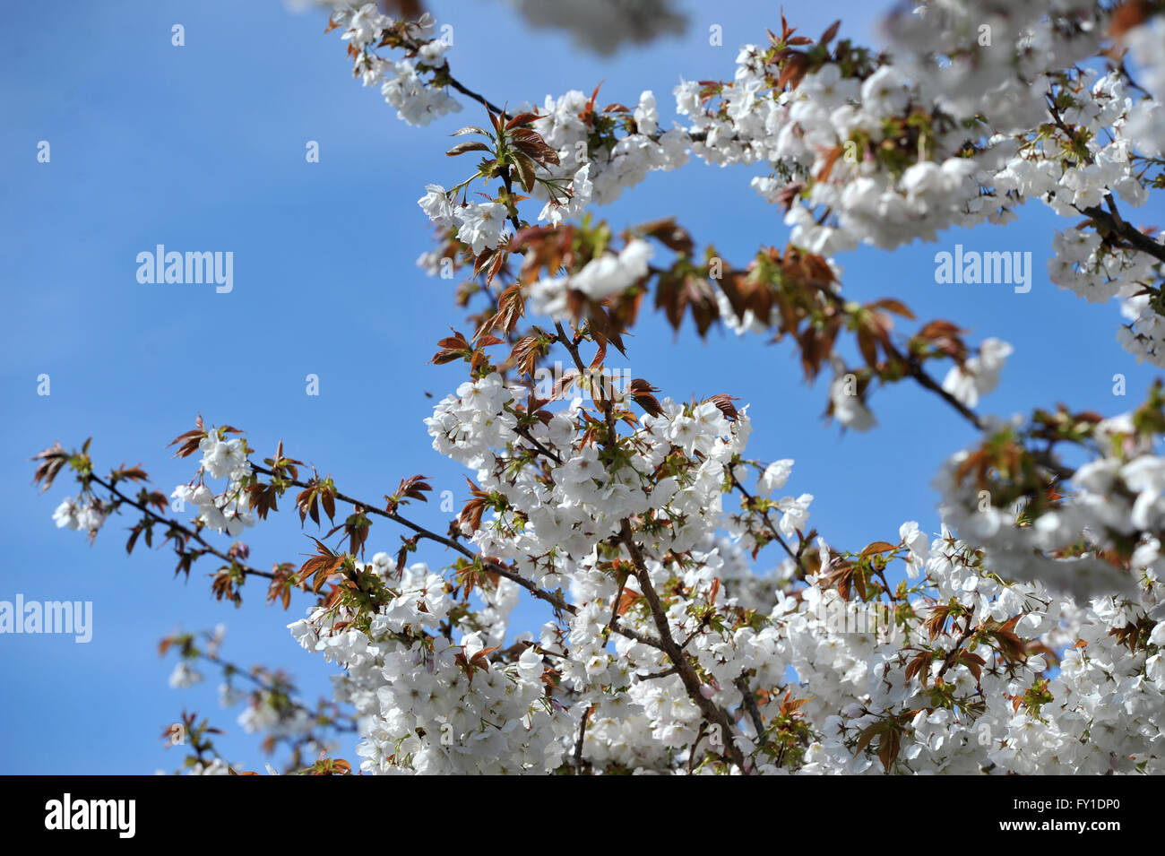 Brighton, UK. 20th April, 2016. Spring blossom in full bloom this morning in the Queens Park area of Brighton on a beautiful sunny morning  Credit:  Simon Dack/Alamy Live News Stock Photo