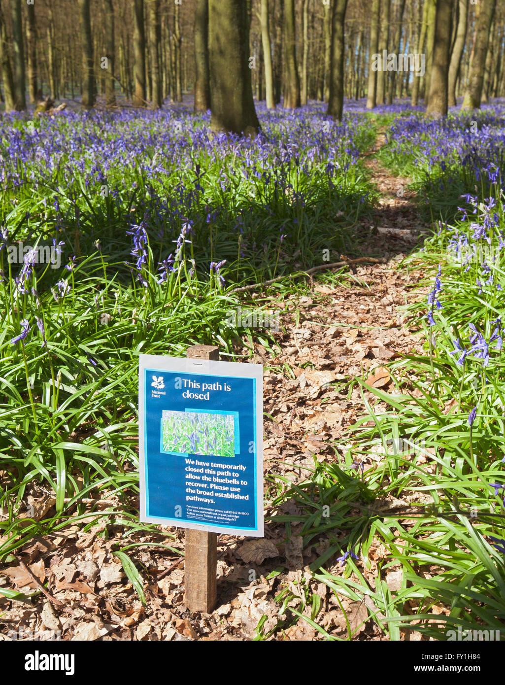 Dockey Wood, Ashridge Estate, Berkhamsted, Hertfordshire, England, UK. 20th April 2016. Due to problems with the bluebells getting trampled, the National Trust has closed some of the paths and are charging a fee of £3 to see this years display. Stock Photo