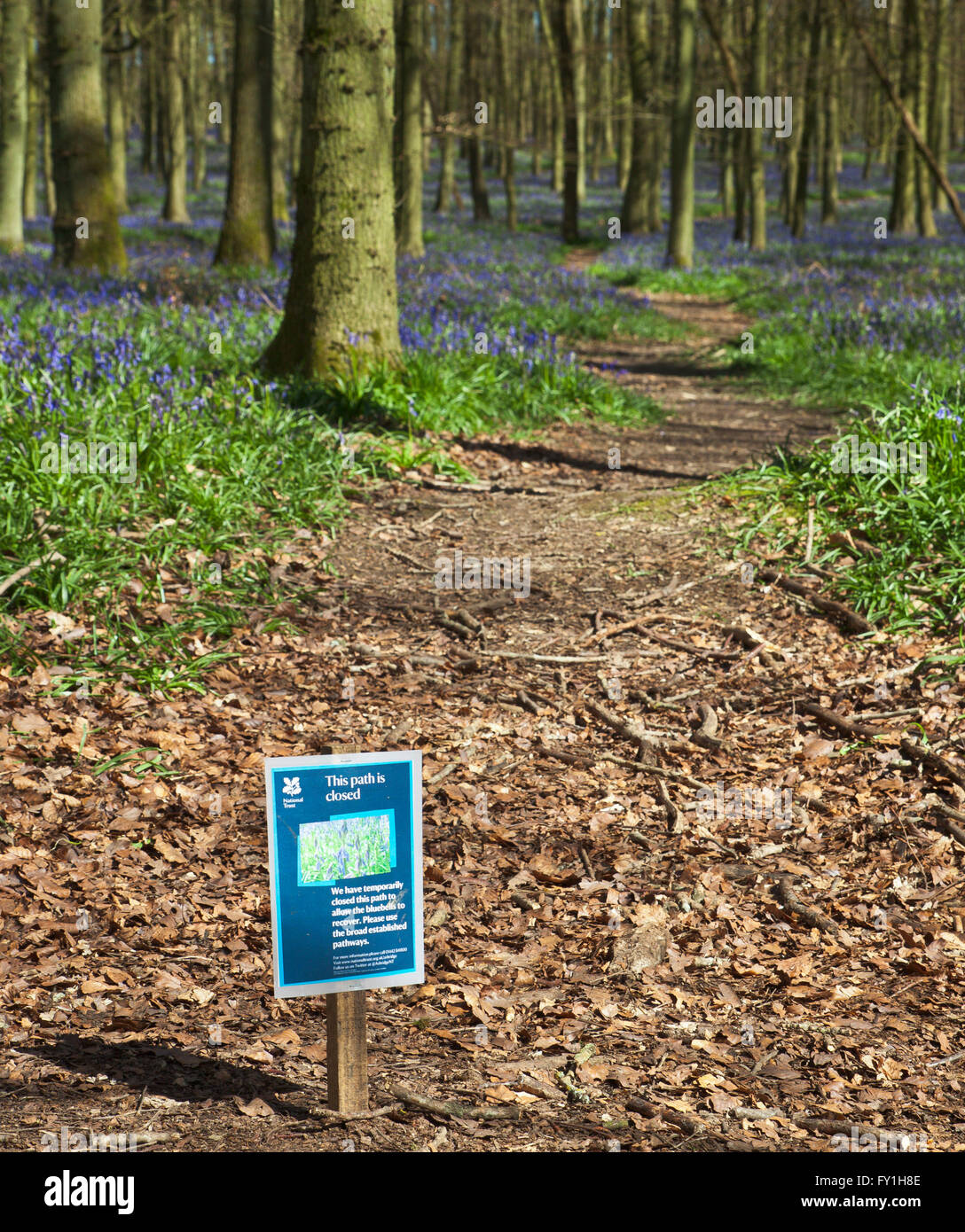Dockey Wood, Ashridge Estate, Berkhamsted, Hertfordshire, England, UK. 20th April 2016. Due to problems with the bluebells getting trampled, the National Trust has closed some of the paths and are charging a fee of £3 to see this years display. © Tony Wat Stock Photo