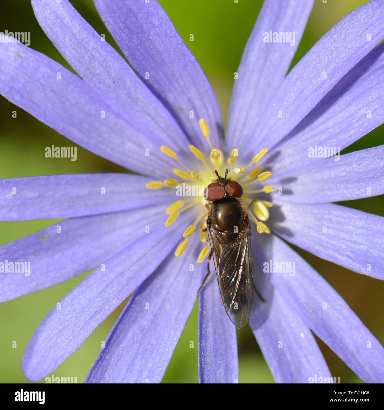 Stirlingshire, Scotland, UK. 20th April, 2016. UK weather: insects making the most of a beautiful warm sunny spring day in Scotland.  Here sipping nectar from a purple wood anemone Credit:  Kay Roxby/Alamy Live News Stock Photo