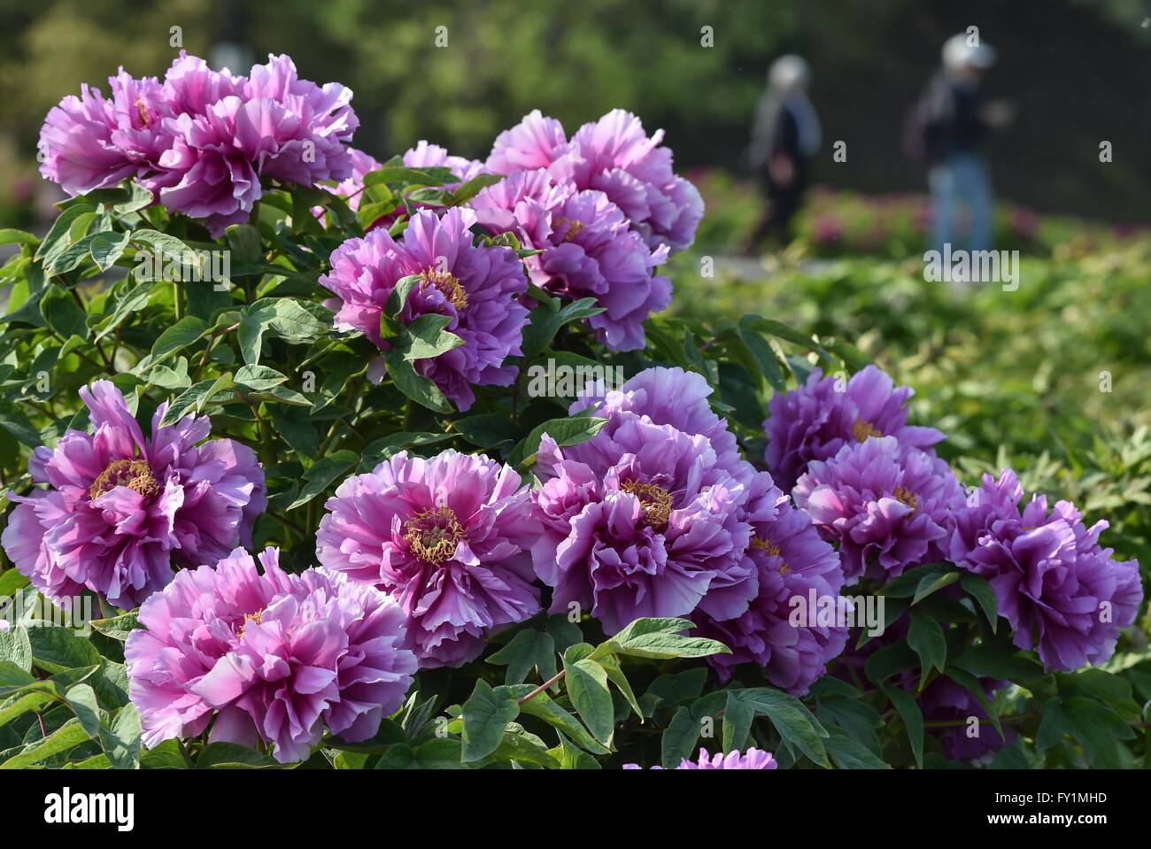 Beijing, China. 20th Apr, 2016. People view peony flowers at the Yuanmingyuan Park in Beijing, capital of China, April 20, 2016. © Luo Xiaoguang/Xinhua/Alamy Live News Stock Photo