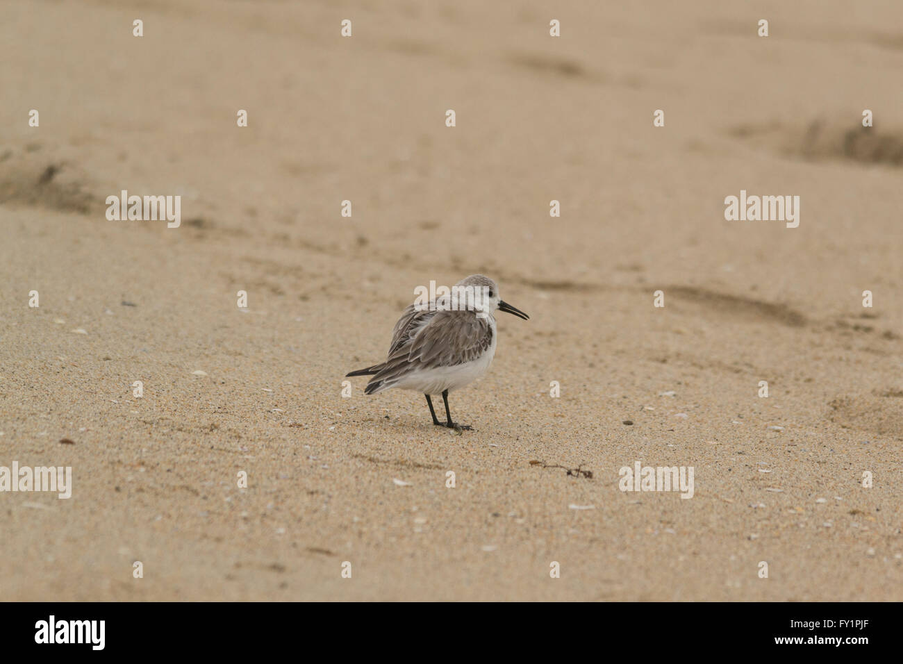 Small Shorebird Hi-Res Stock Photography And Images - Alamy