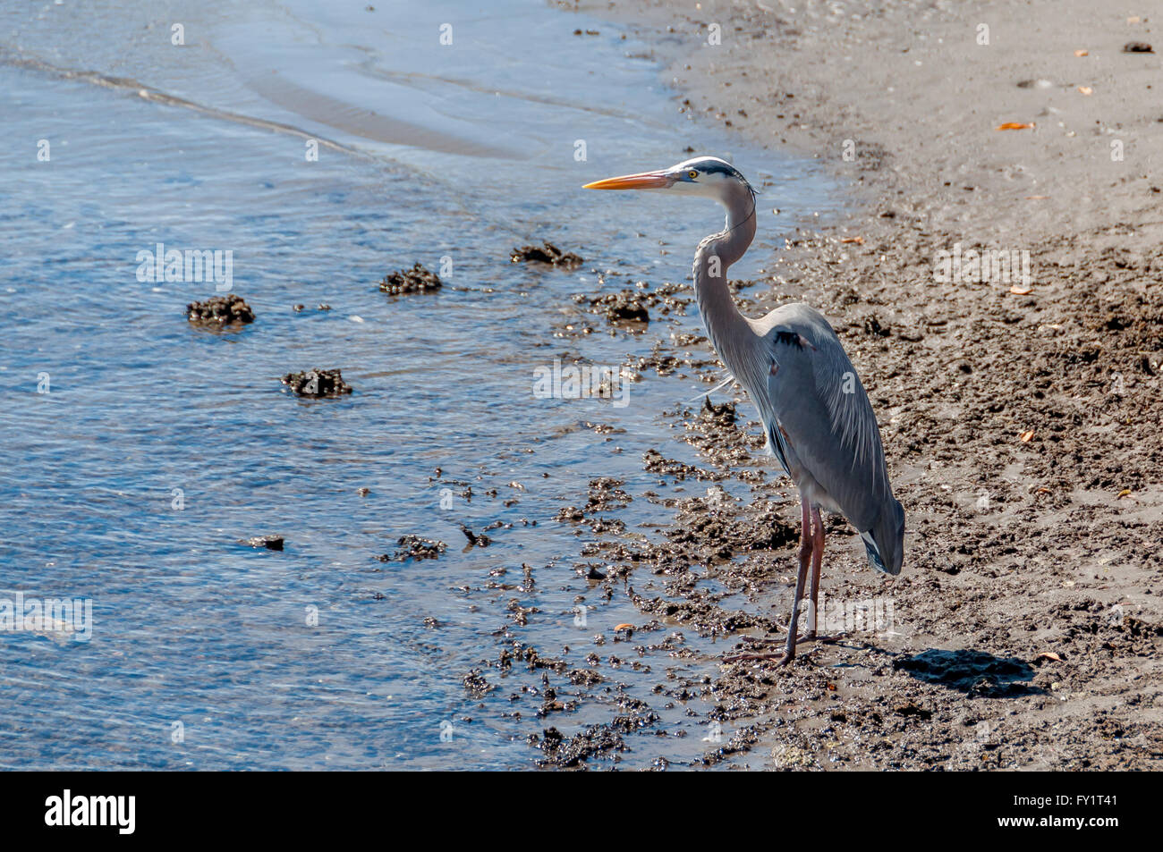 Great blue heron bird stands on sand beach at water's edge, Sea of Cortez and La Paz Bay, Baja, Mexico, horizontal / landscape. Stock Photo