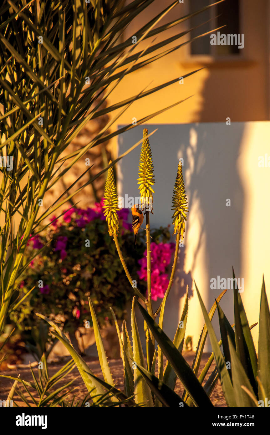 Hooded oriole bird in landscaping at La Paz, Baja Sur, Mexico, blending with yellow flowers of succulent with bougainvillea. Stock Photo