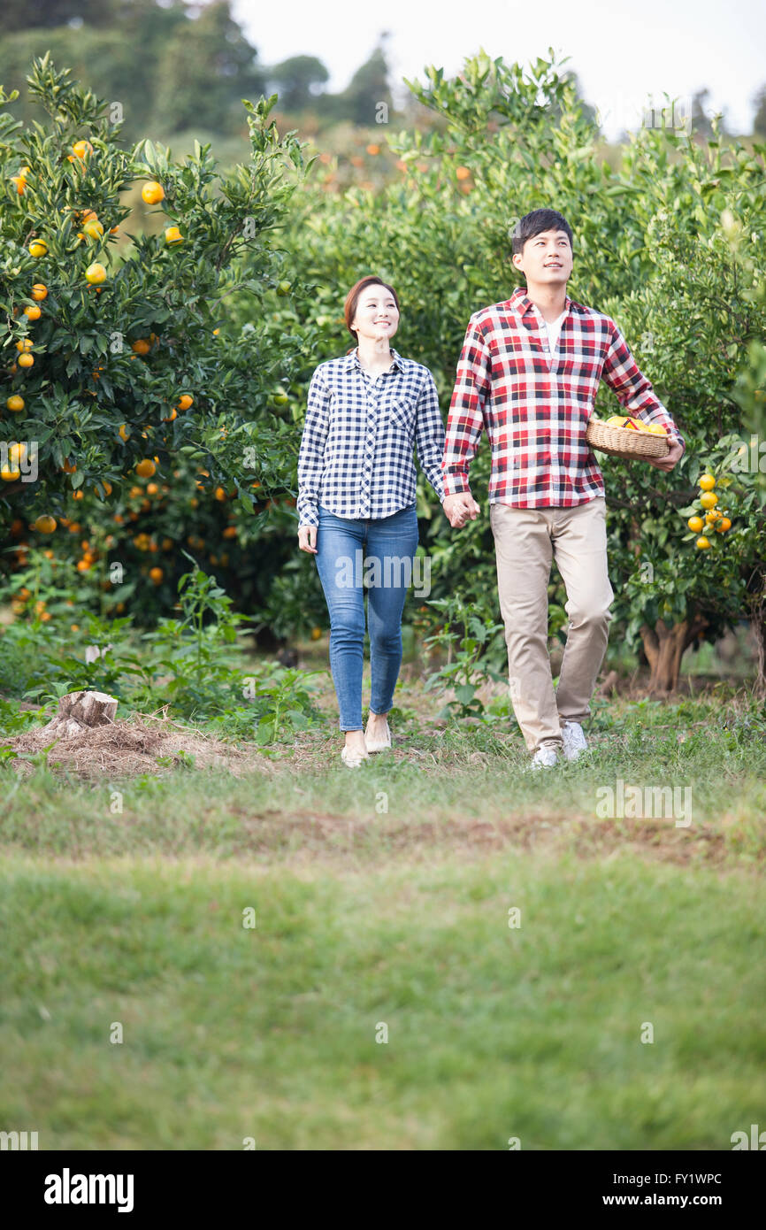 Couple walking hand in hand with a basket of tangerines under man's arm at the tangerine field both looking up Stock Photo