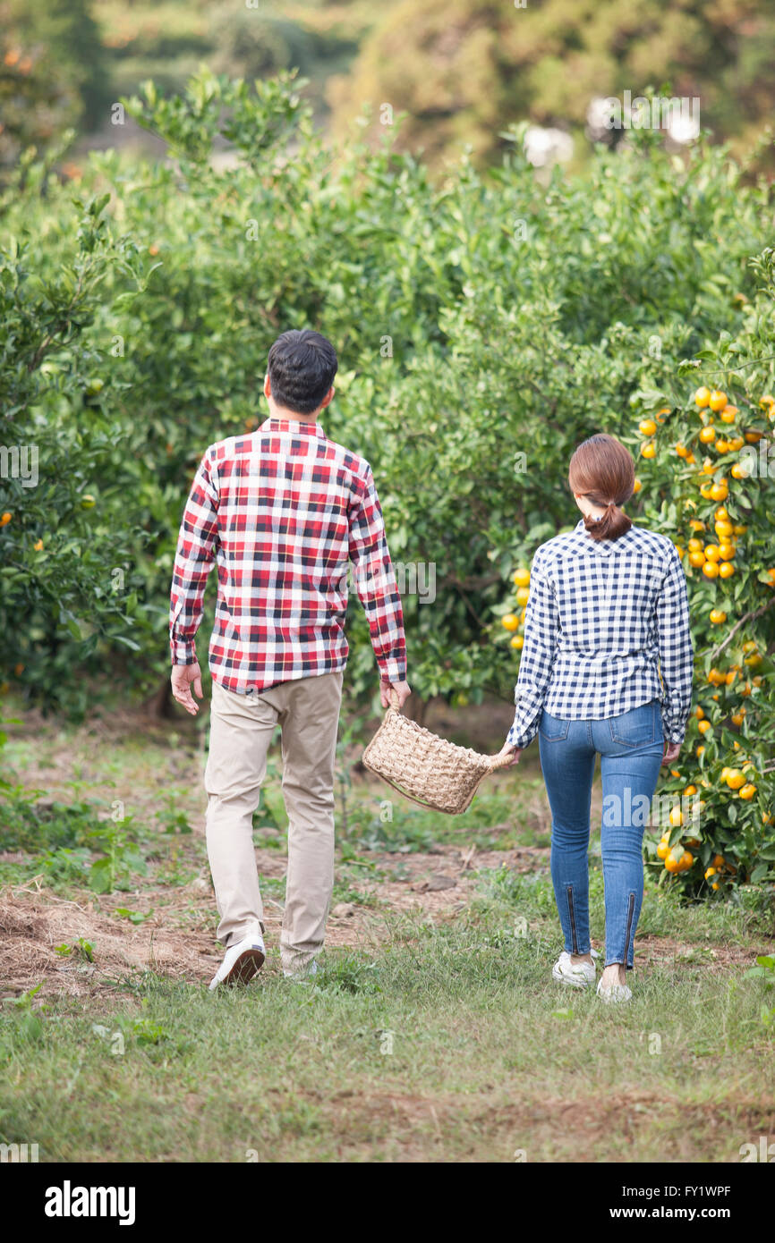 Back appearance of a couple walking hand in hand with a basket of tangerines under man's arm at the tangerine field Stock Photo