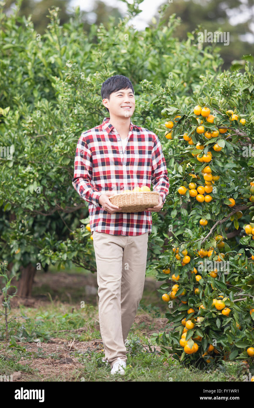 Man with a basket of tangerines under his arm standing at the tangerine field Stock Photo