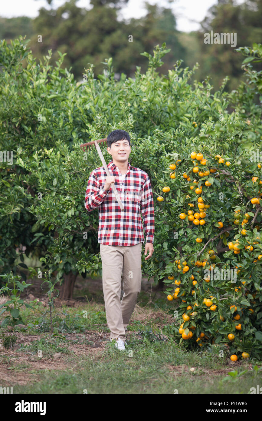 Man with a farming tool over his shoulder walking at the tangerine field Stock Photo