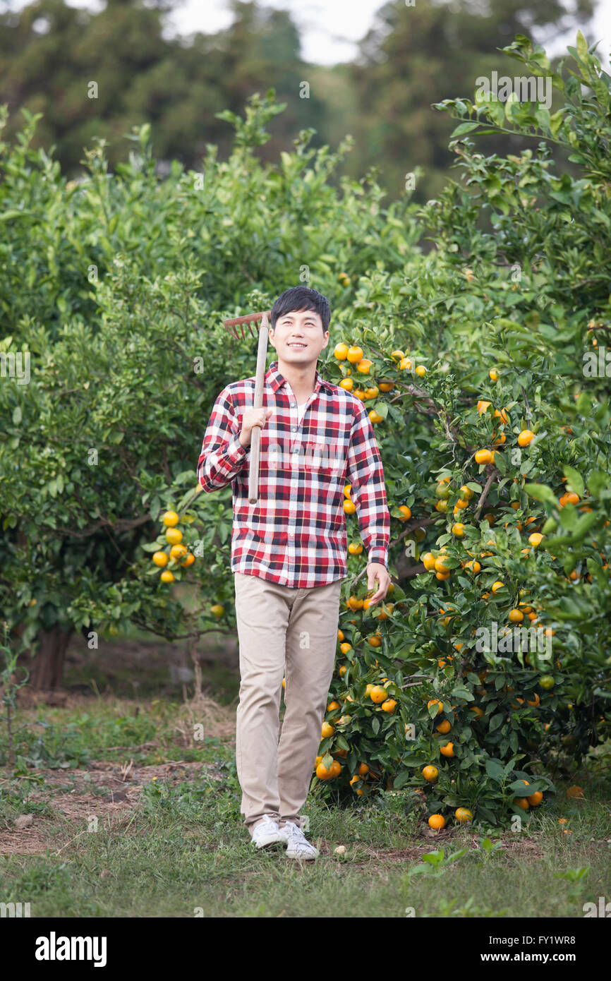Man with a farming tool over his shoulder walking at the tangerine field Stock Photo