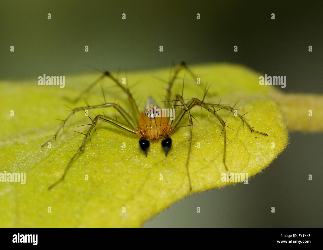Male lynx spider perched on a leaf Stock Photo