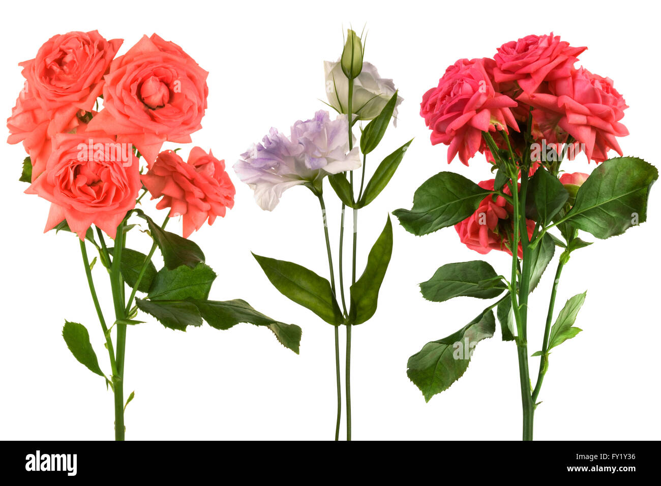 Beautiful fresh flowers on a white background Stock Photo - Alamy