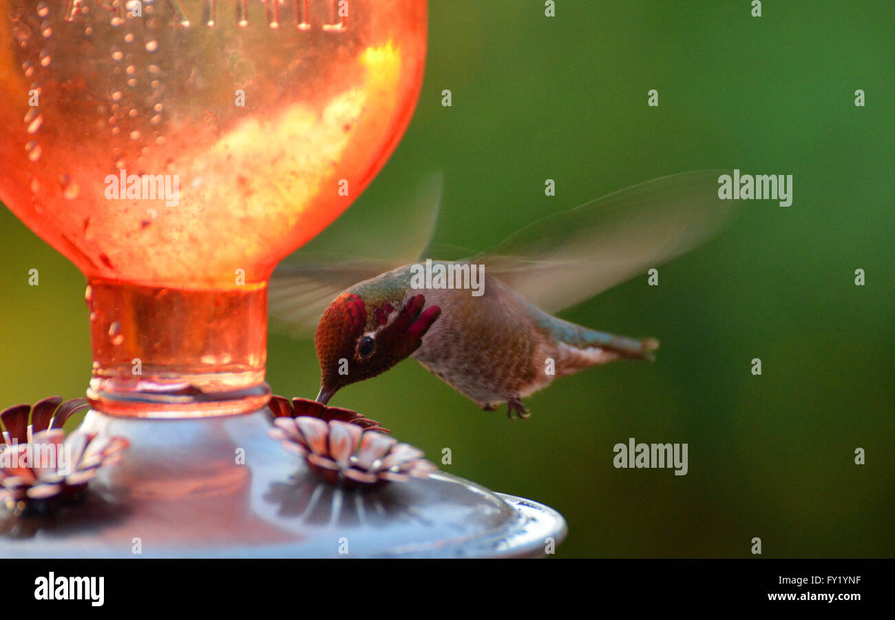 Male hummingbird drinking from nectar feeder Stock Photo Alamy