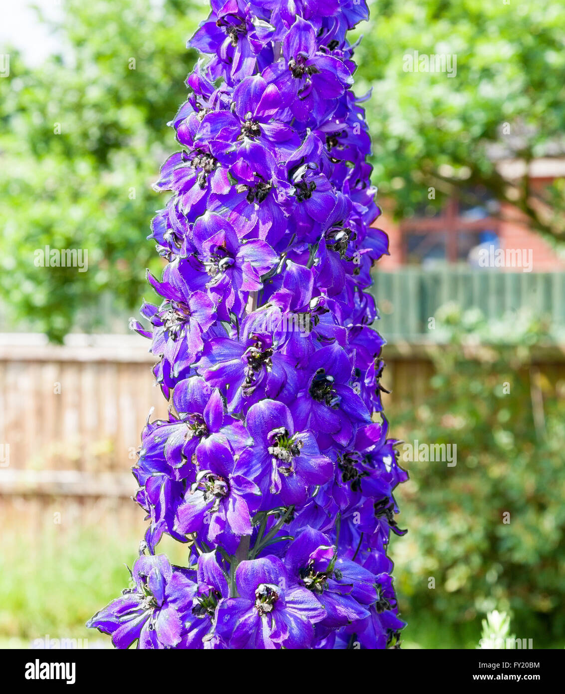 Delphinium elatum garden hi-res stock photography and images - Alamy