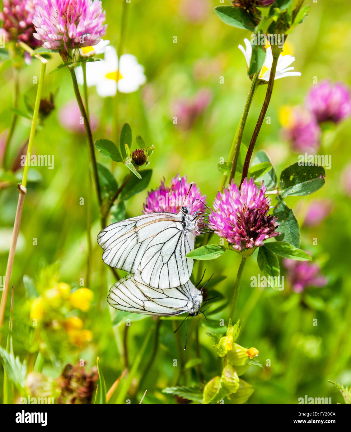 Two Black Veined White (Aporia crataegi) butterflies mating Stock Photo