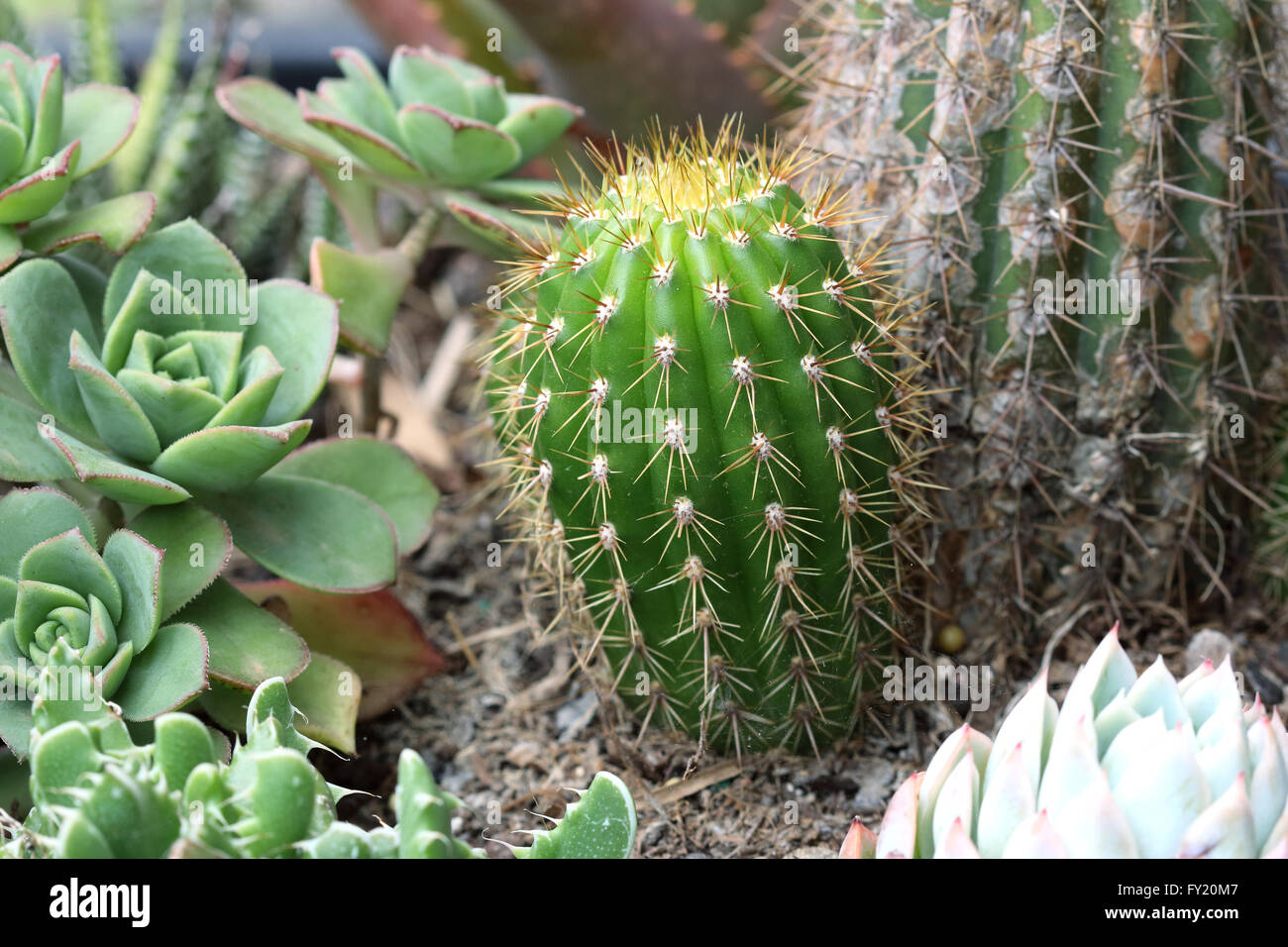 Close up of Varieties of cactus and succulents Stock Photo