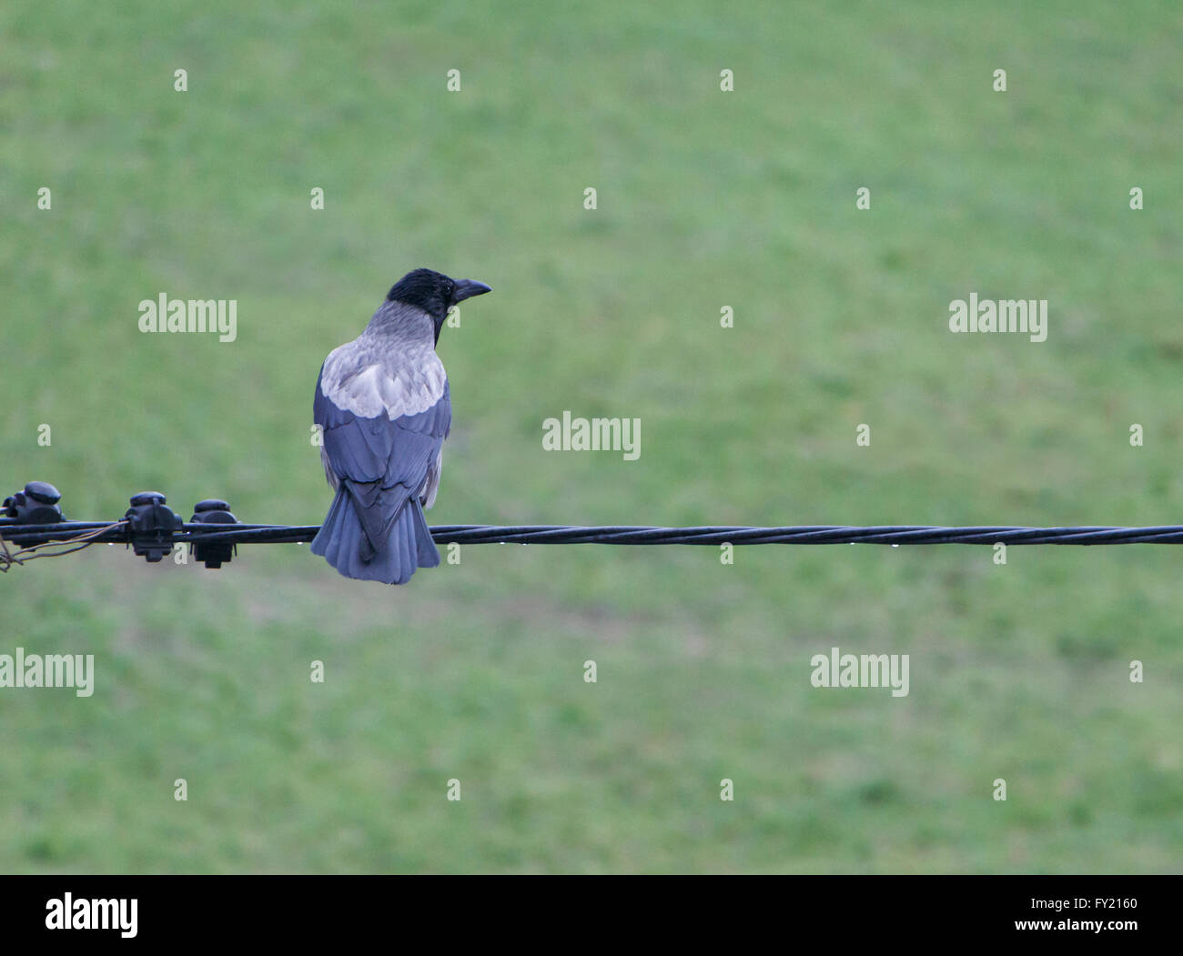 hooded crow sitting on wire at rain Stock Photo