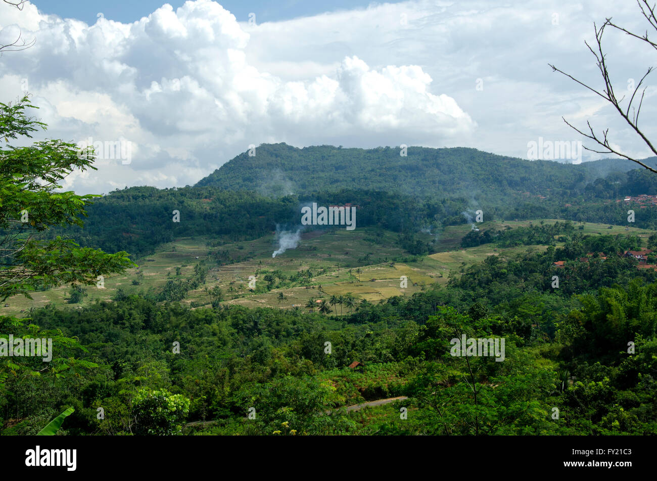 rice fields after harvest Stock Photo - Alamy