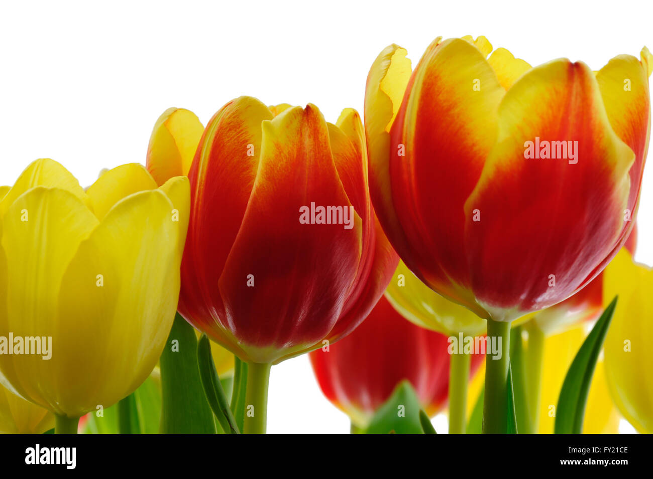 Close up of an arrangement of tulip flowers on a white background Stock ...