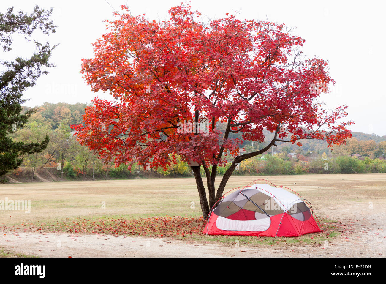 Tent under red maple tree Stock Photo