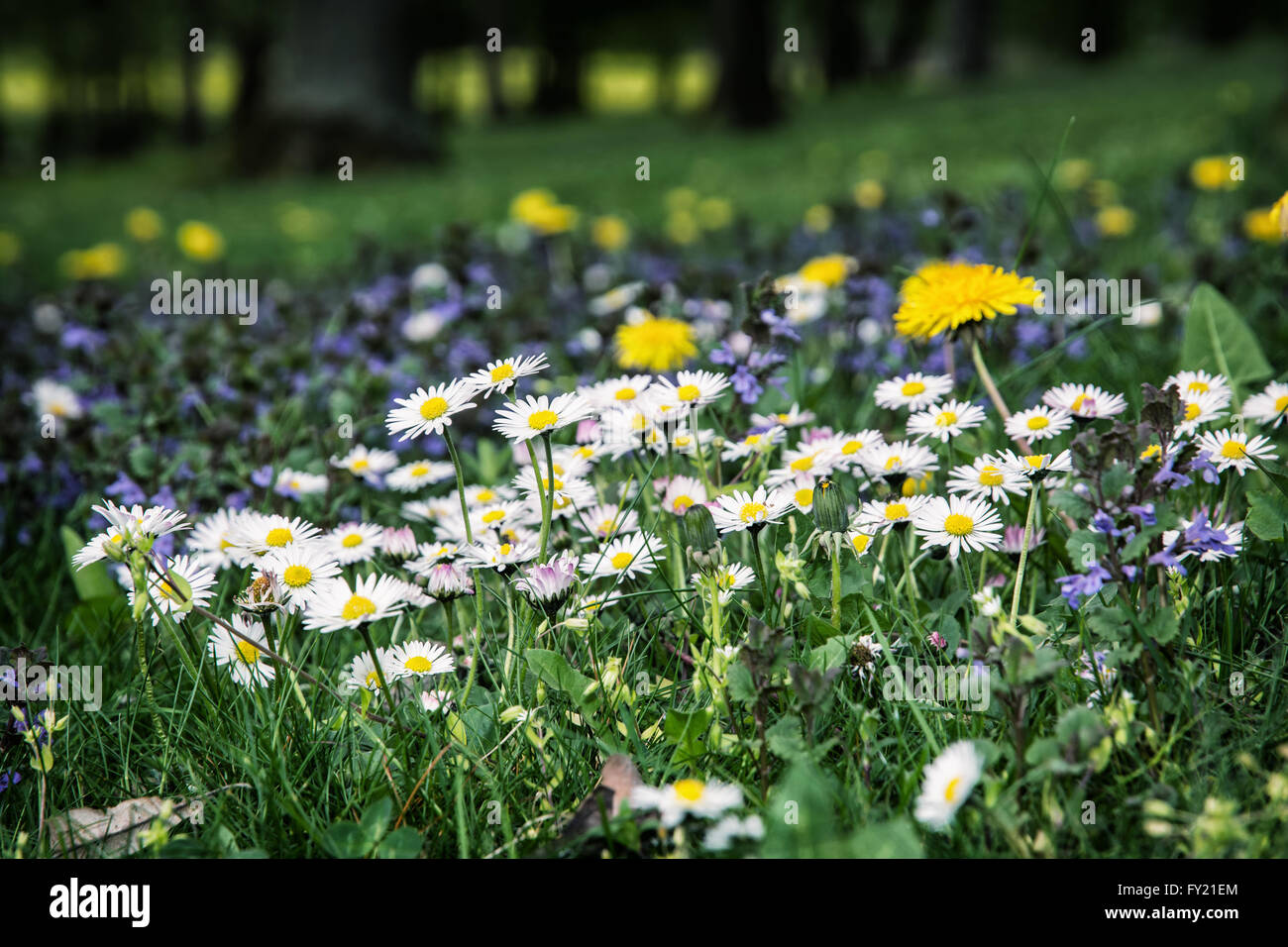 Ox-eye daisies and yellow dandelions in the meadow. Close up natural scene. Stock Photo