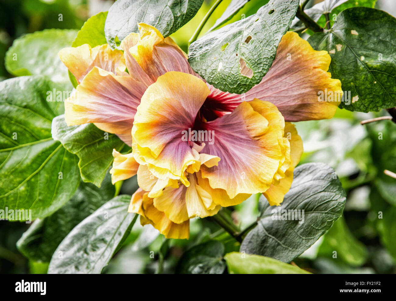 Orange hibiscus flower. Hibiscus is a genus of flowering plants in the