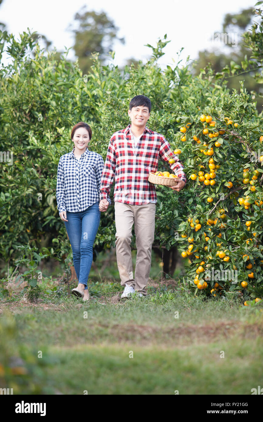 Couple walking hand in hand with a basket of tangerines under man's arm at the tangerine field in Jeju Stock Photo