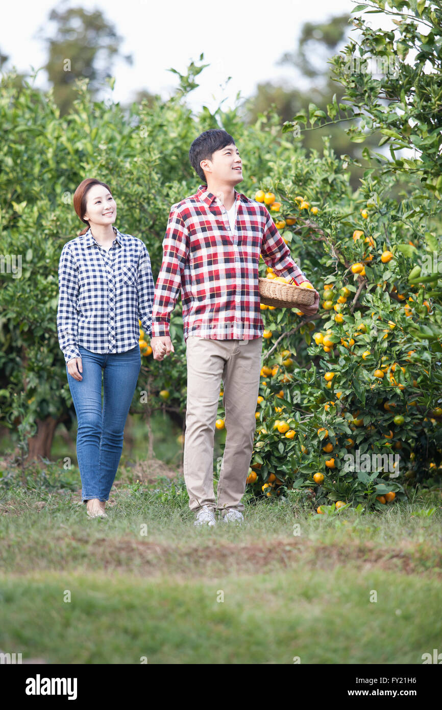 Couple walking hand in hand with a basket of tangerines under man's arm at the tangerine field in Jeju Stock Photo
