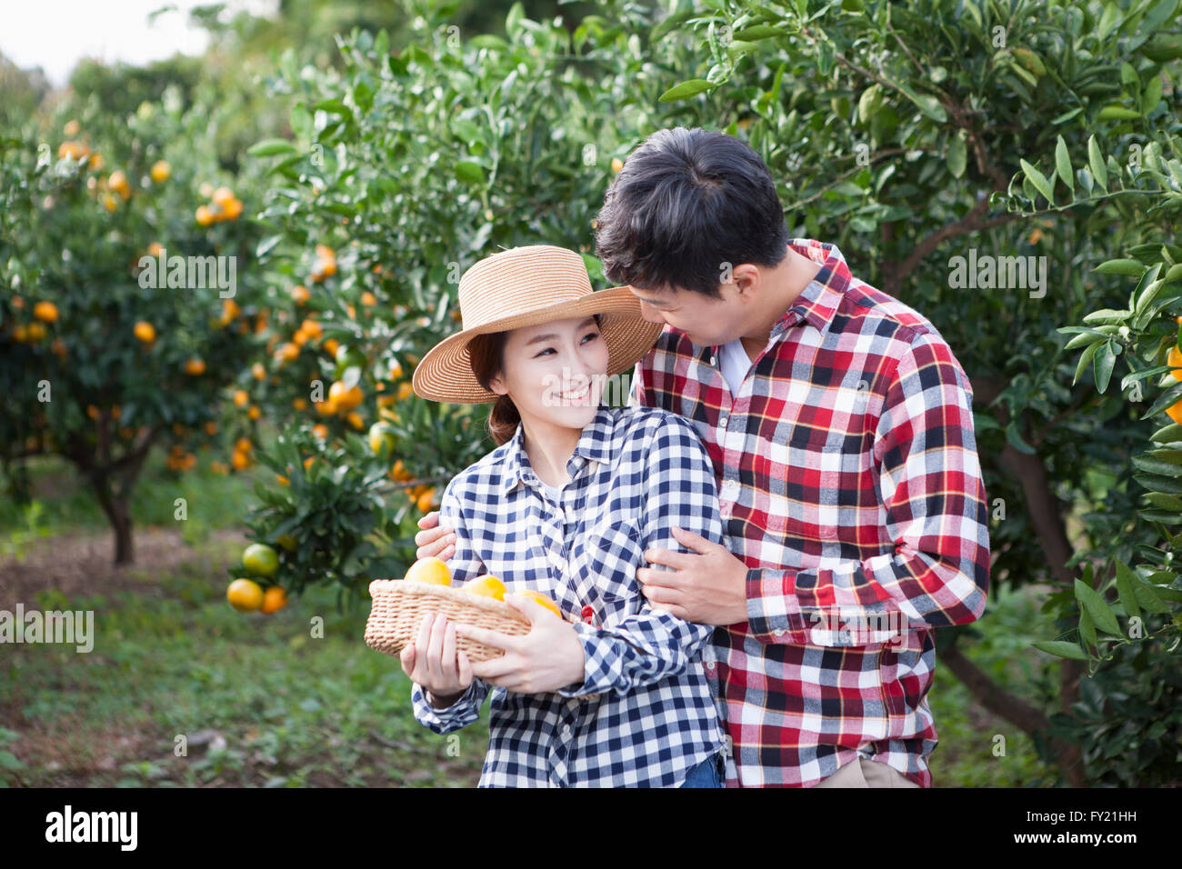 Man hugging a woman in hat with a basket of tangerines from behind at the tangerine field in