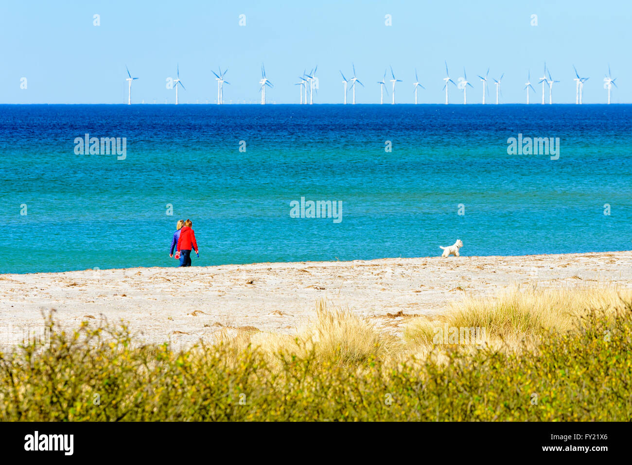 Skanor, Sweden - April 11, 2016: Two women walking a small and very cute dog on the sandy beach with open sea and wind farm or w Stock Photo