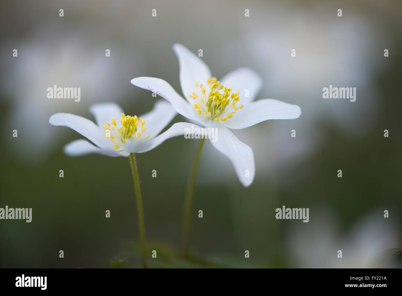Wood anemone (Anemone nemorosa), Emsland, Lower Saxony, Germany Stock