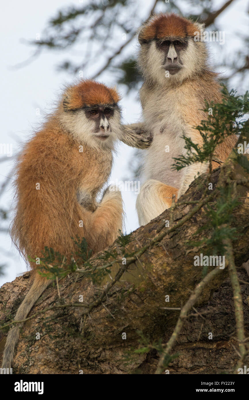 Patas monkey, Endangered Species, African Savannah, Social Groups